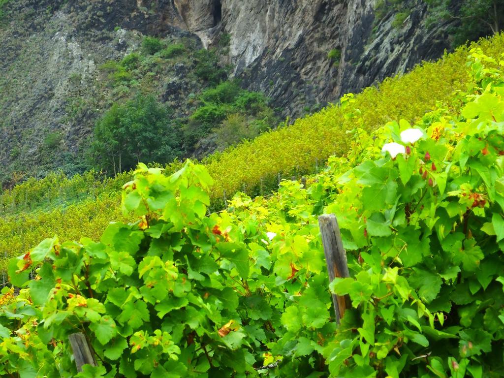 Weingut Und Hotel Haus Am Drachenloch 바트혼네프암라인 외부 사진